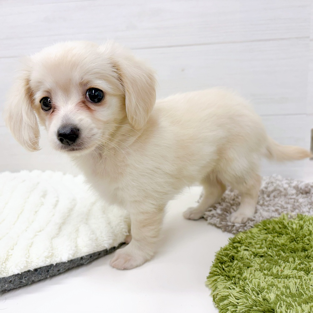石川県のチワックス(チワワ×ダックス) (犬の家＆猫の里アミーゴ金沢おこばた店/2026年4月25日生まれ/女の子/クリーム)の子犬の4枚目の画像