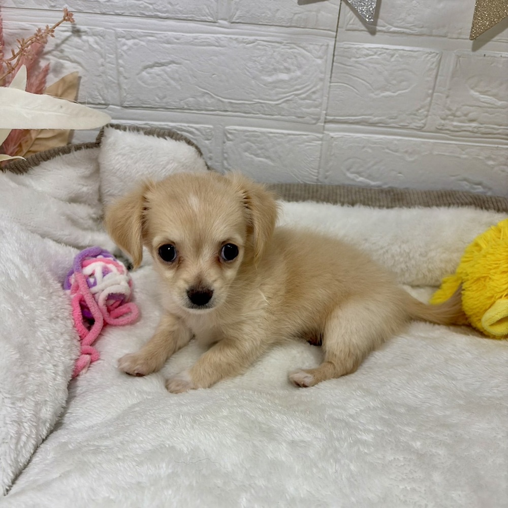 兵庫県のチワックス(チワワ×ダックス) (犬の家＆猫の里ニッケパークタウン加古川店/2026年4月25日生まれ/女の子/クリーム)の子犬の4枚目の画像