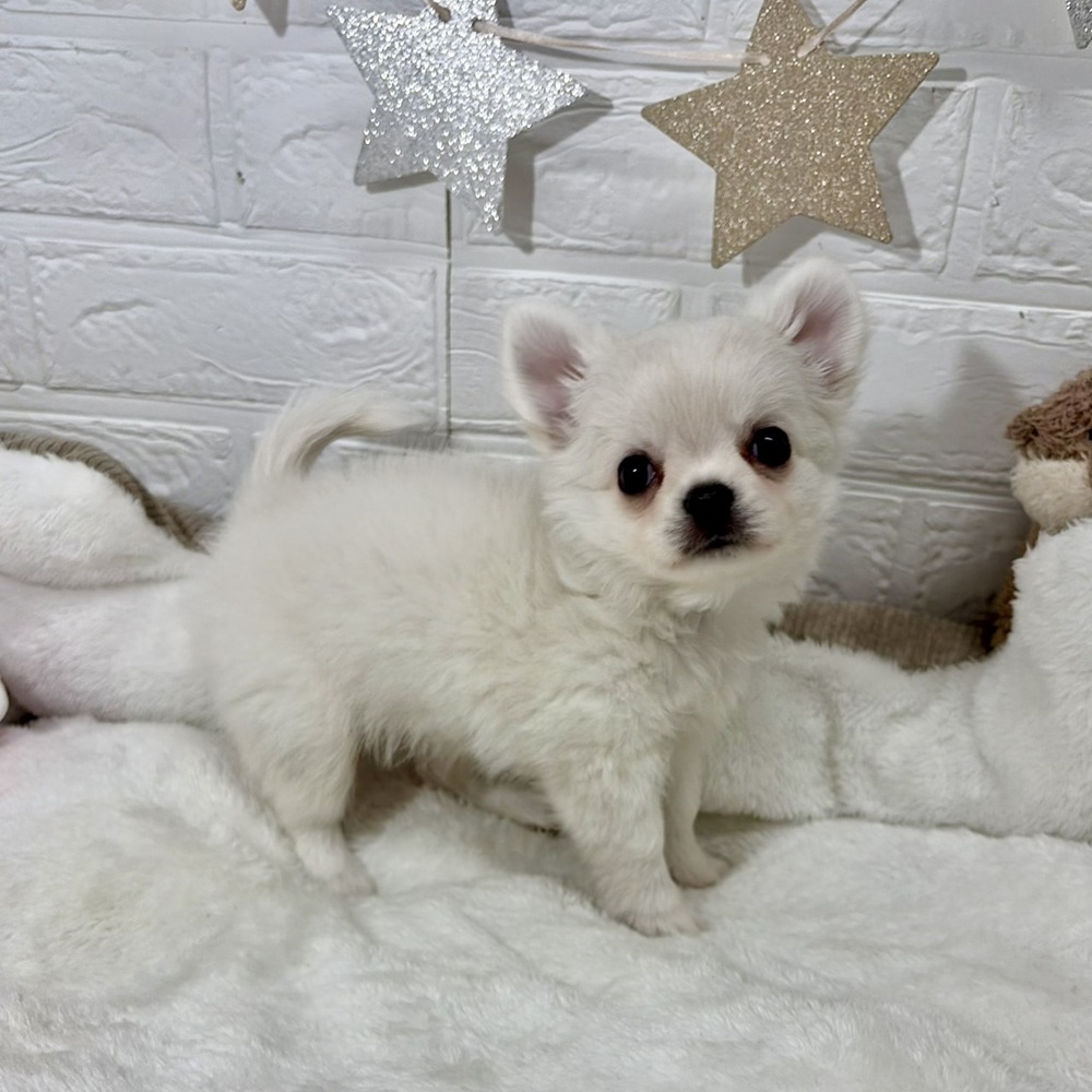 兵庫県のチワワ(ロング) (犬の家＆猫の里ニッケパークタウン加古川店/2026年4月24日生まれ/男の子/クリーム)の子犬の4枚目の画像