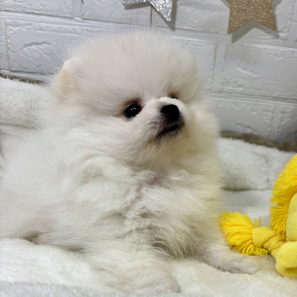 兵庫県のポメラニアン (犬の家＆猫の里ニッケパークタウン加古川店/2026年4月26日生まれ/男の子/クリーム)の子犬の4枚目の画像