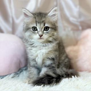兵庫県のミヌエット (犬の家＆猫の里カナート西神戸店/2026年4月26日生まれ/女の子/ブルーパッチドタビー)の子猫の4枚目の画像