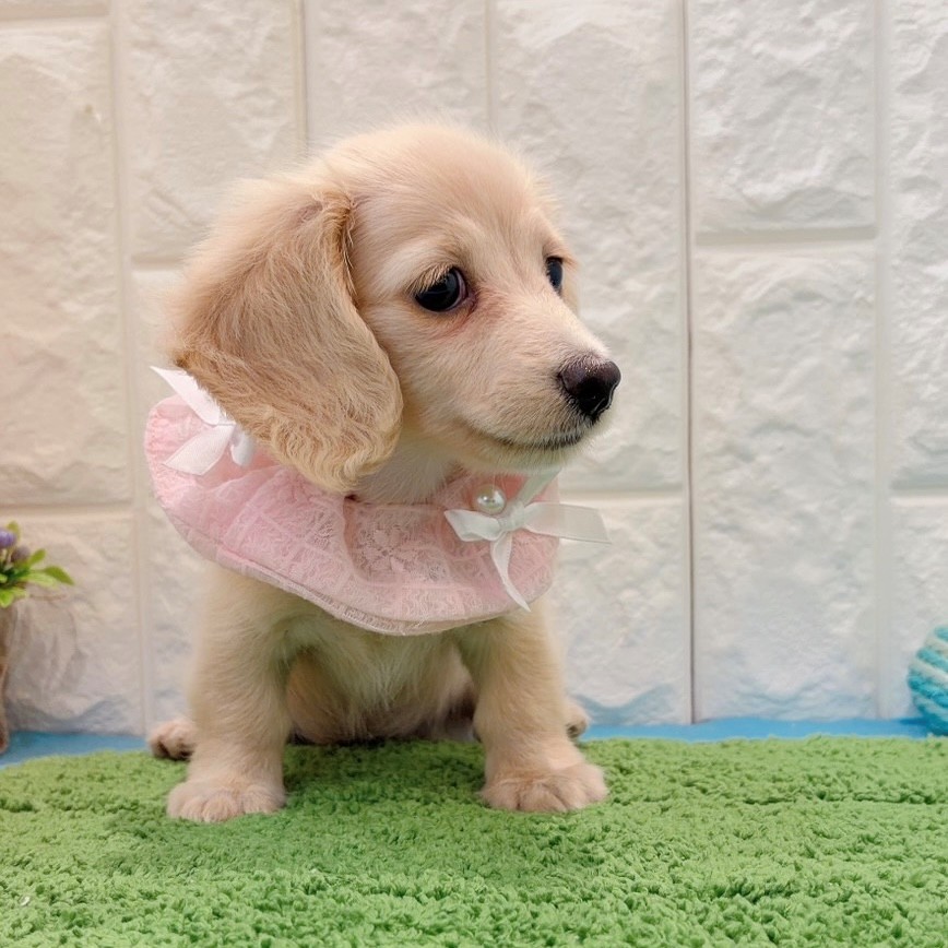 岡山県のミニチュアダックスフンド(ロング) (犬の家＆猫の里倉敷店/2026年4月22日生まれ/女の子/イエロー)の子犬の4枚目の画像