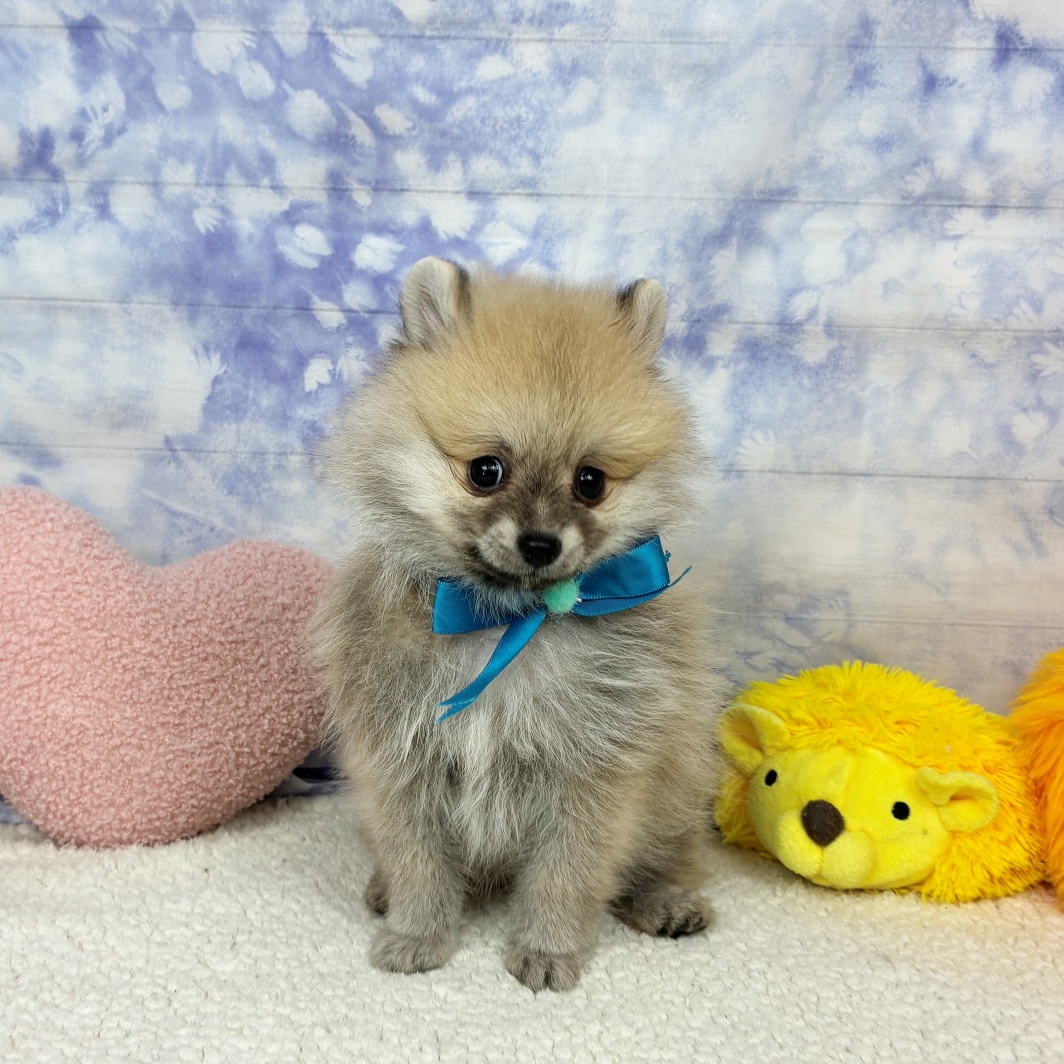 兵庫県のポメラニアン (犬の家＆猫の里川西店/2026年4月24日生まれ/男の子/オレンジ)の子犬の4枚目の画像