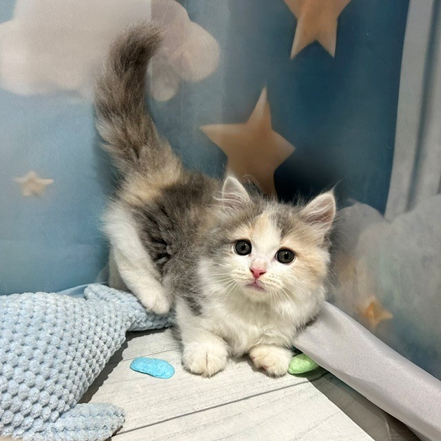 福岡県のマンチカン (犬の家＆猫の里トリアス久山店/2026年4月23日生まれ/女の子/ダイリュートキャリコ)の子猫の4枚目の画像