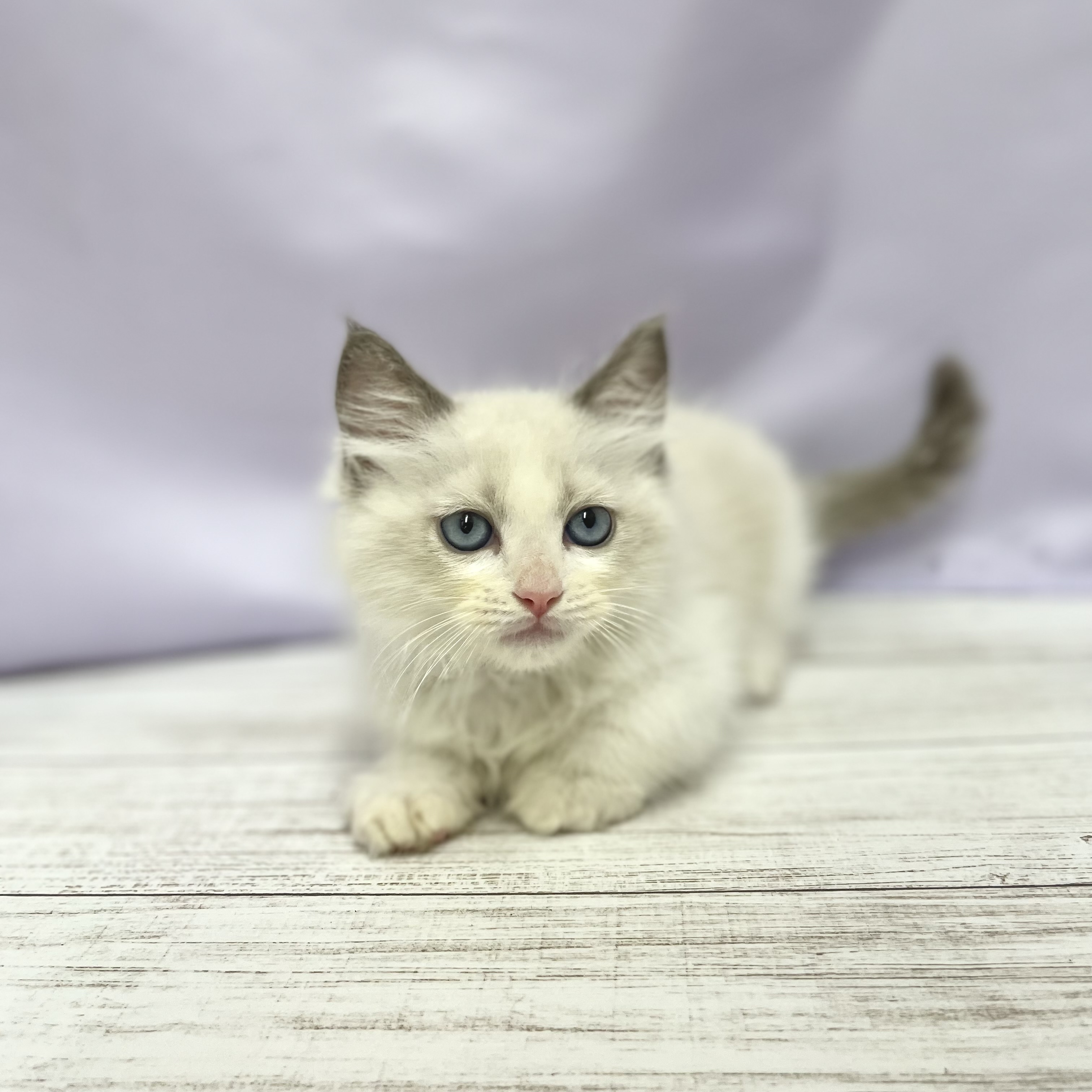 兵庫県のラグドール (犬の家＆猫の里尼崎店/2026年4月17日生まれ/男の子/ブルーポイントバイカラー)の子猫の4枚目の画像