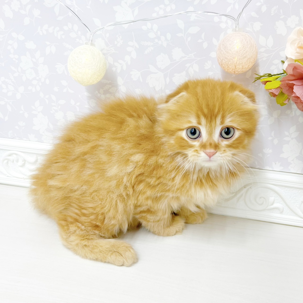 富山県のスコティッシュフォールド (犬の家＆猫の里アミーゴ山室店/2026年4月22日生まれ/男の子/レッドタビー)の子猫の4枚目の画像