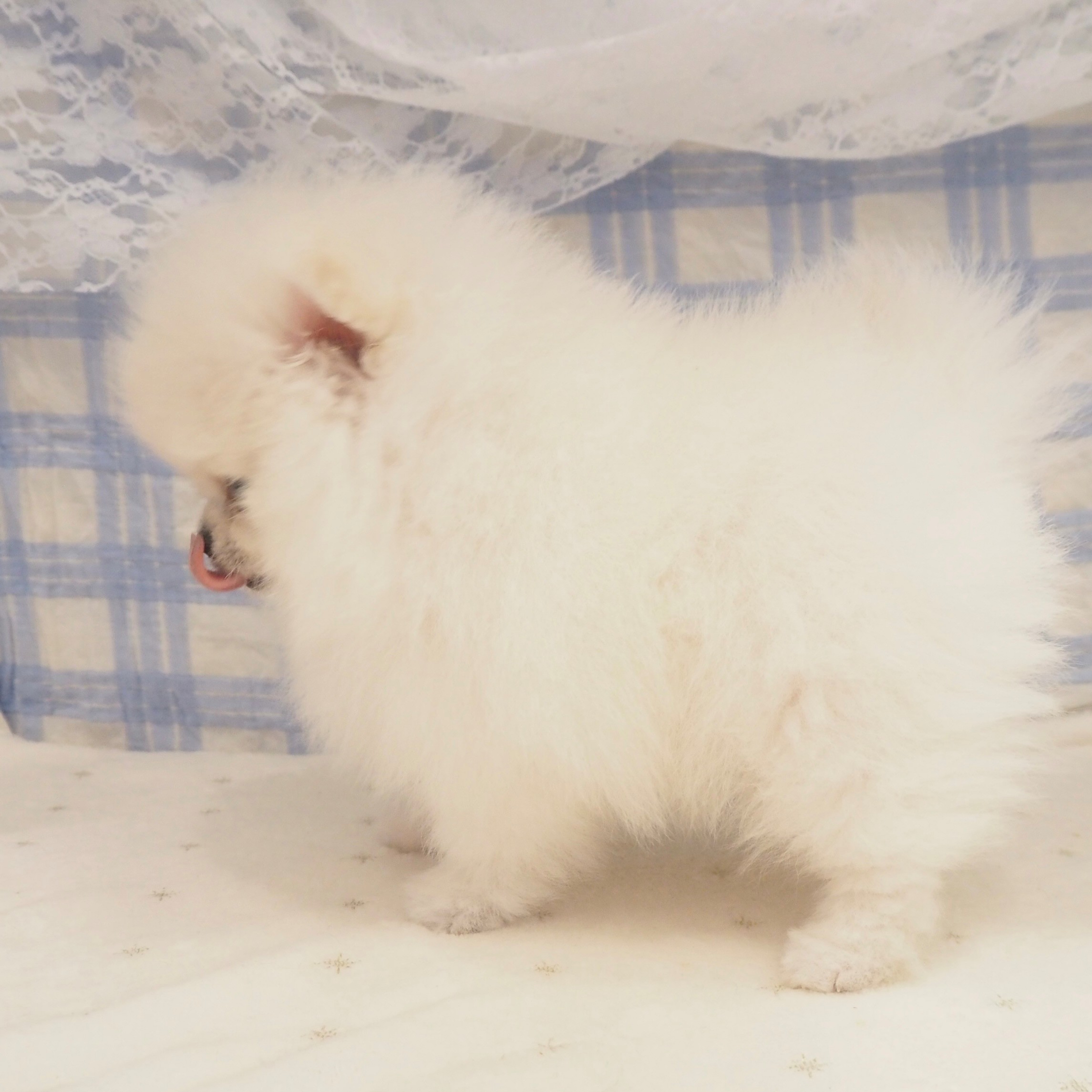 大阪府のポメラニアン (犬の家＆猫の里もりのみやキューズモールBASE店/2026年4月25日生まれ/女の子/クリーム)の子犬の4枚目の画像