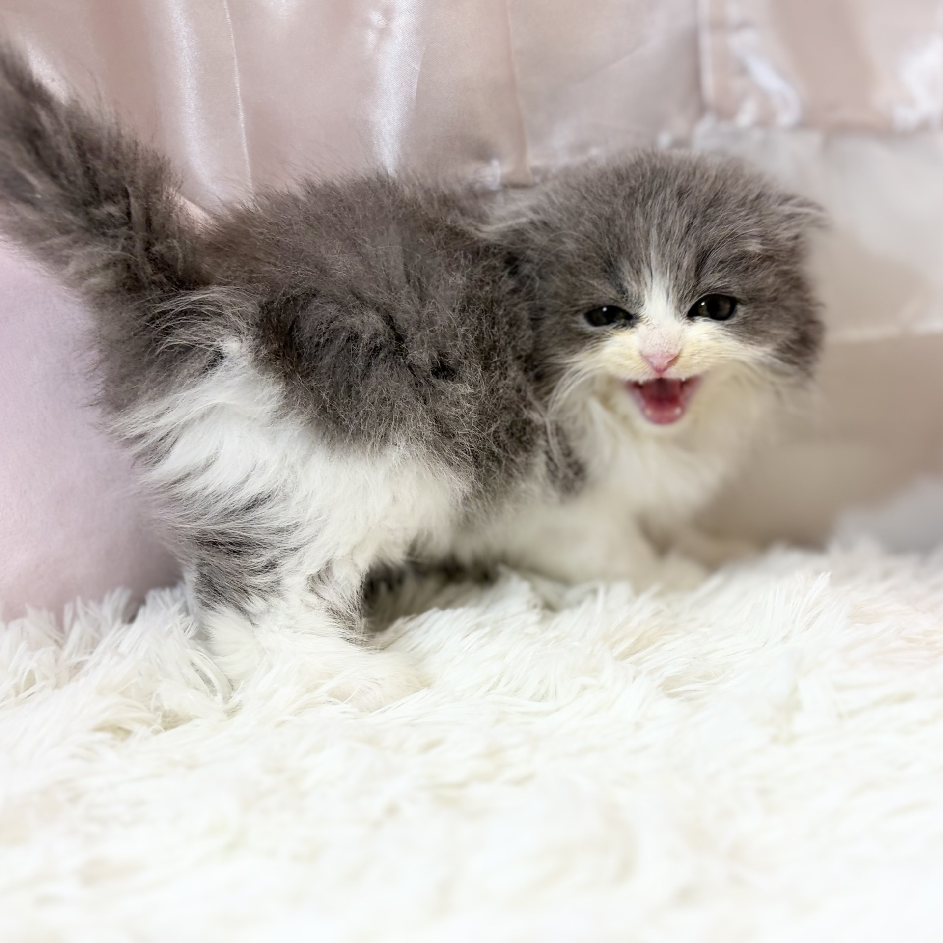 兵庫県のスコティッシュフォールド (犬の家＆猫の里カナート西神戸店/2026年4月23日生まれ/女の子/ブルーホワイト)の子猫の4枚目の画像