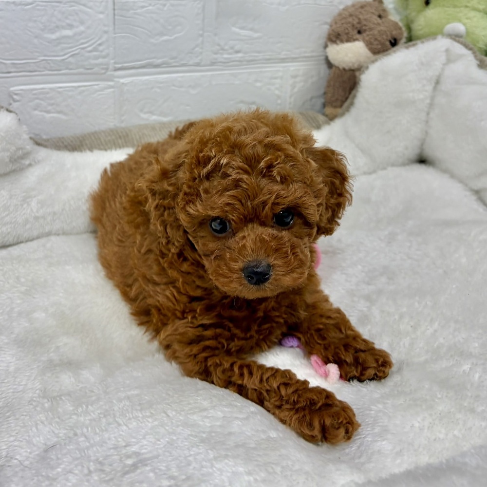 兵庫県のトイプードル(トイ) (犬の家＆猫の里ニッケパークタウン加古川店/2026年4月25日生まれ/男の子/レッドフォーン)の子犬の4枚目の画像