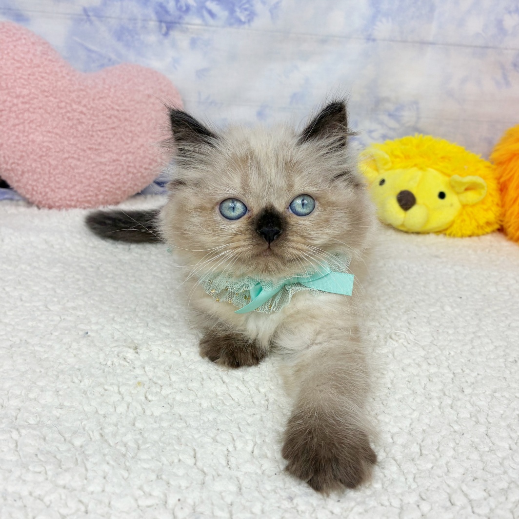 兵庫県のヒマラヤン (犬の家＆猫の里川西店/2026年4月26日生まれ/女の子/シールポイント)の子猫の4枚目の画像