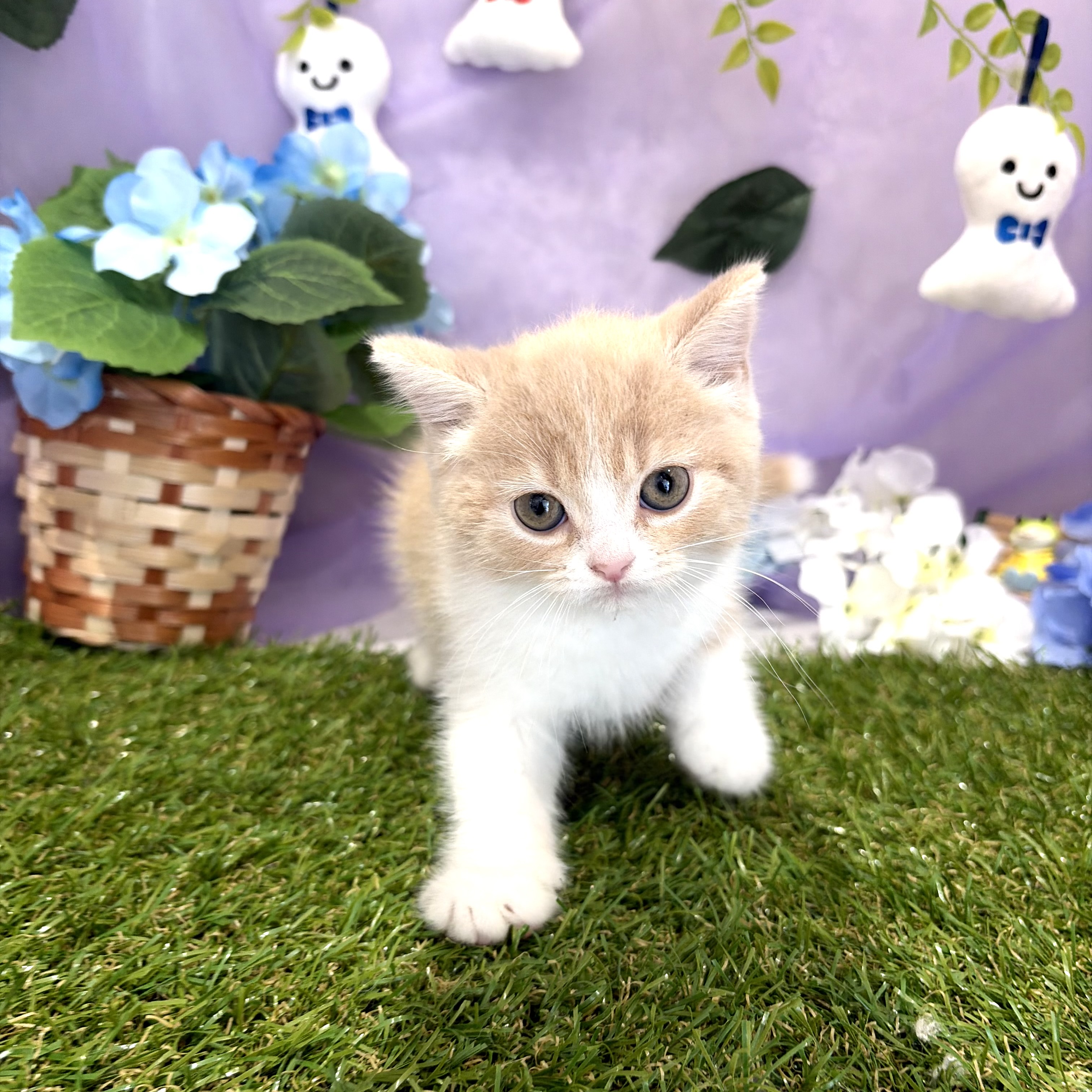 福岡県のスコティッシュフォールド (犬の家＆猫の里くりえいと宗像店/2026年4月24日生まれ/女の子/クリームタビーホワイト)の子猫の4枚目の画像