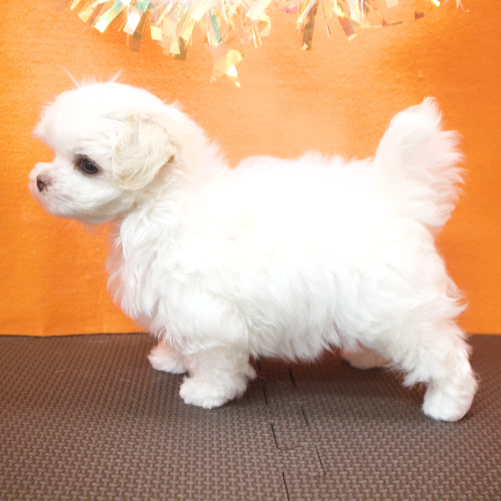 大阪府のマルチーズ (犬の家＆猫の里吹田店/2026年4月26日生まれ/女の子/ホワイト)の子犬の4枚目の画像