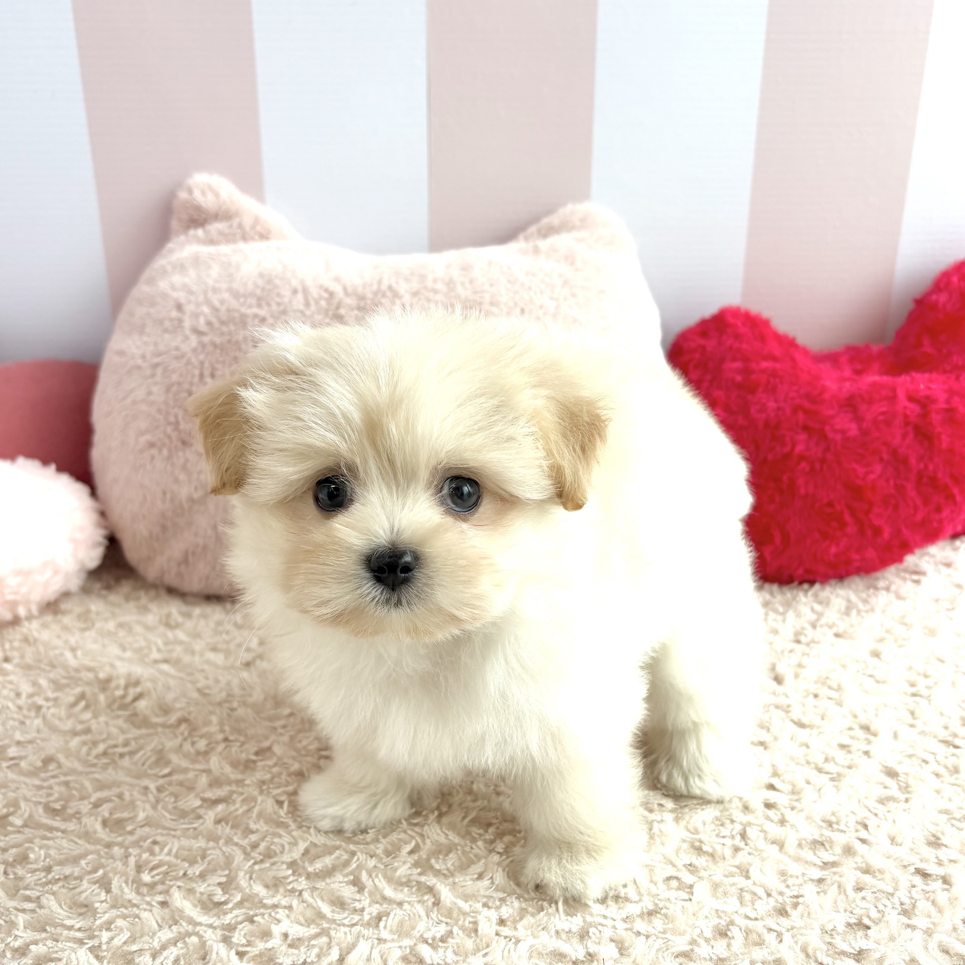 岡山県のポメマル/マルポメ(ポメラニアン×マルチーズ) (犬の家＆猫の里倉敷中庄店/2026年4月26日生まれ/女の子/フォーン)の子犬の4枚目の画像
