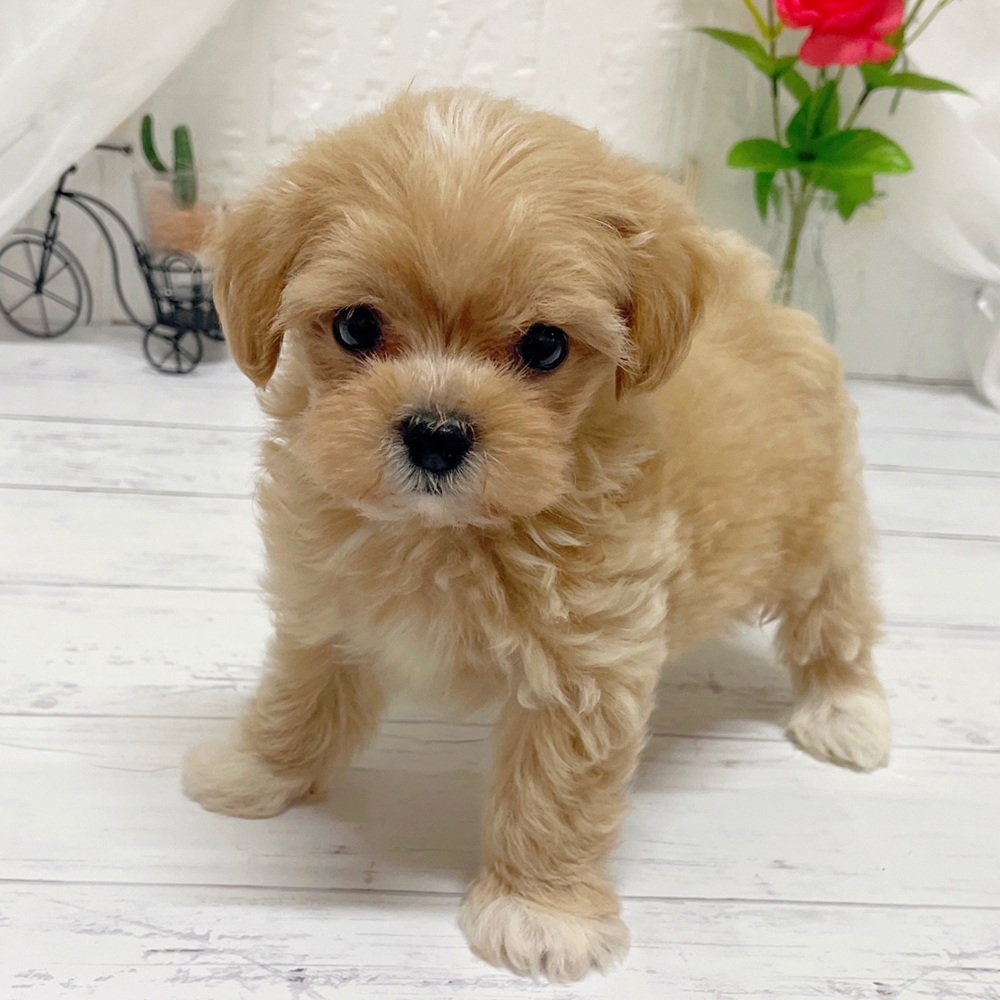 岡山県のマルプー(マルチーズ×プードル) (犬の家＆猫の里岡山店/2026年4月24日生まれ/男の子/クリーム)の子犬の4枚目の画像