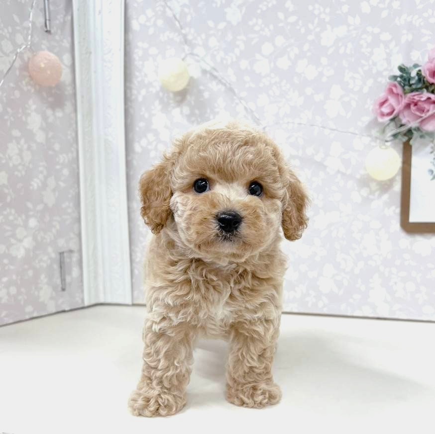富山県のビションプー(ビションフリーゼ×プードル) (犬の家＆猫の里アミーゴ高岡蓮花寺店/2026年4月26日生まれ/男の子/アプリコット)の子犬の4枚目の画像