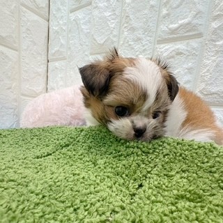 岡山県のチワズー/チワシーズ(チワワ×シーズー) (犬の家＆猫の里倉敷店/2026年4月25日生まれ/男の子/レッドホワイト)の子犬の4枚目の画像
