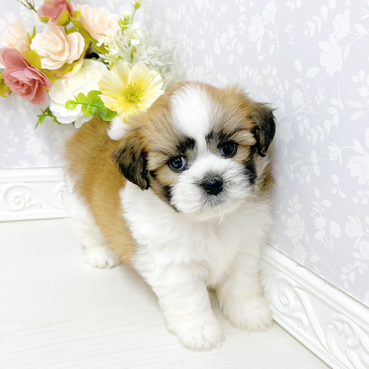 富山県のハーフ犬・ミックス犬 (犬の家＆猫の里アミーゴ山室店/2026年4月26日生まれ/男の子/レッドホワイト)の子犬の4枚目の画像