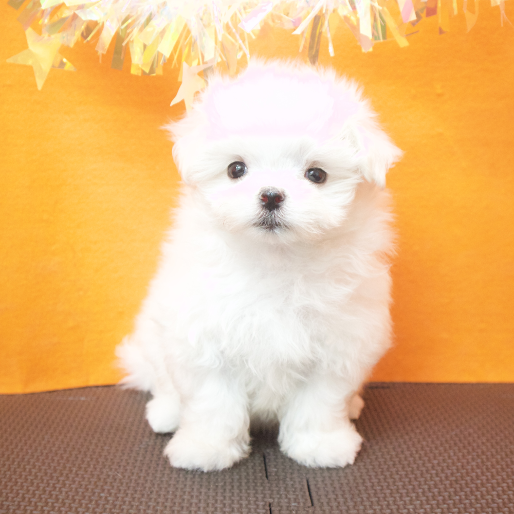 大阪府のマルチーズ (犬の家＆猫の里吹田店/2026年4月26日生まれ/女の子/ホワイト)の子犬の4枚目の画像