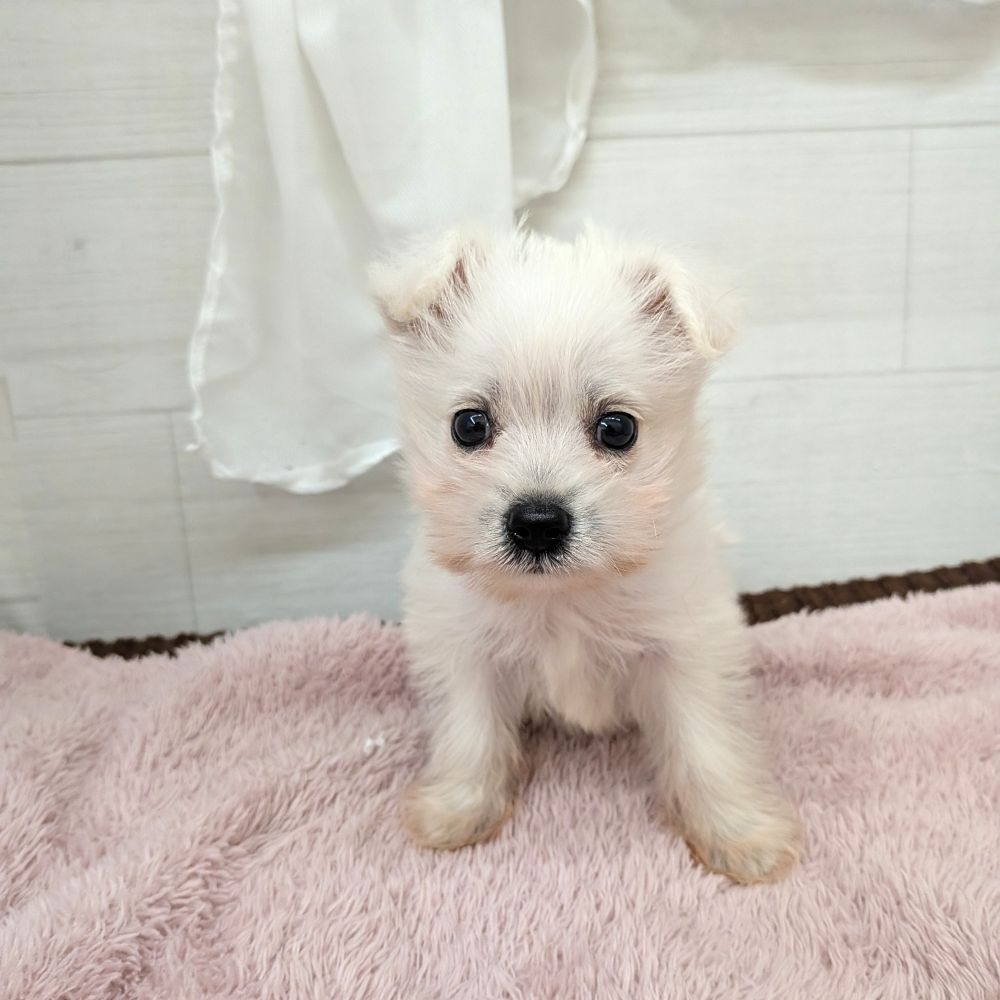 愛知県のポメシュナ/シュナポメ(ポメラニアン×シュナウザー) (犬の家＆猫の里碧南店/2026年4月24日生まれ/女の子/ホワイト)の子犬の4枚目の画像