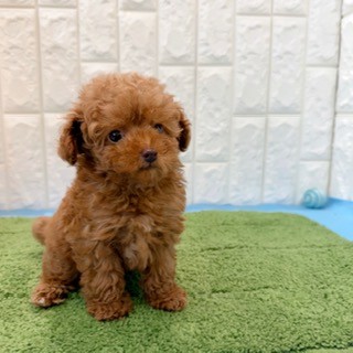 岡山県のトイプードル(タイニー) (犬の家＆猫の里倉敷店/2026年4月25日生まれ/男の子/レッドフォーン)の子犬の4枚目の画像