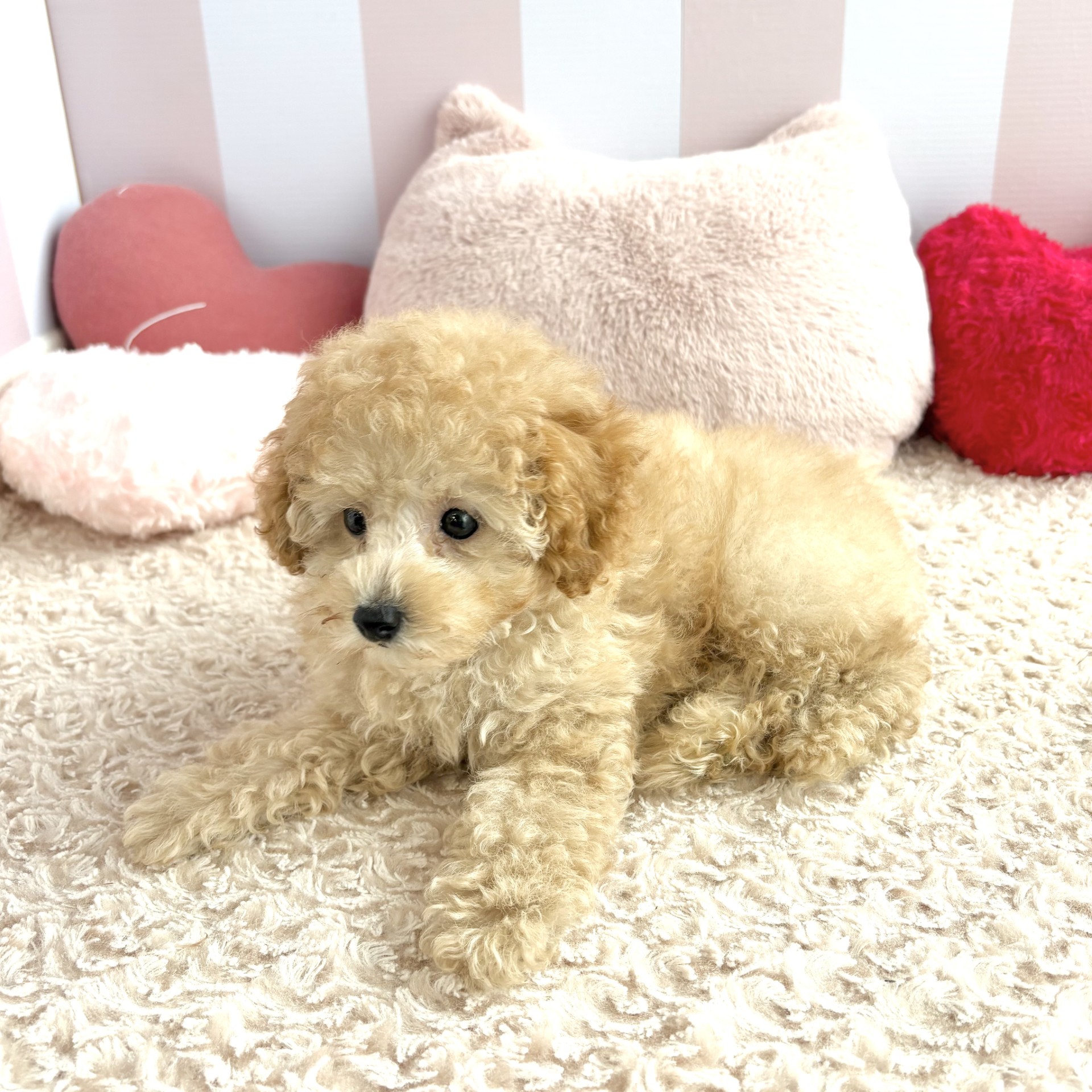 岡山県のトイプードル(トイ) (犬の家＆猫の里倉敷中庄店/2026年4月20日生まれ/男の子/オレンジフォーン)の子犬の4枚目の画像