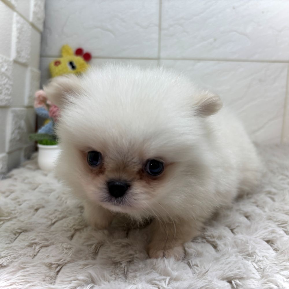 兵庫県のハーフ犬・ミックス犬 (犬の家＆猫の里ゆめタウン姫路店/2026年4月26日生まれ/男の子/クリーム)の子犬の4枚目の画像