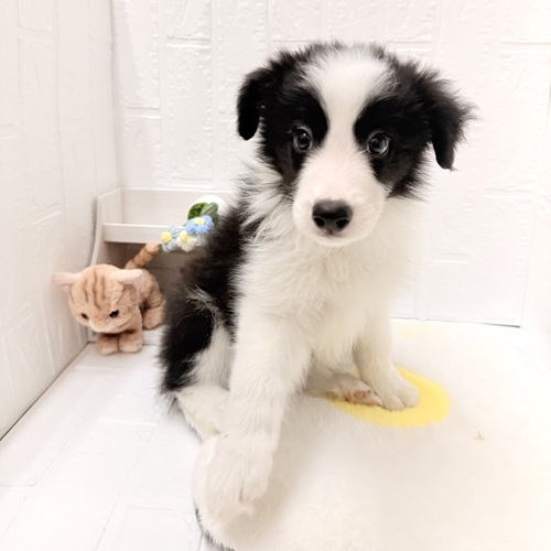 愛知県のボーダーコリー (犬の家＆猫の里豊川インター店/2026年4月25日生まれ/男の子/ブラックホワイト)の子犬の4枚目の画像