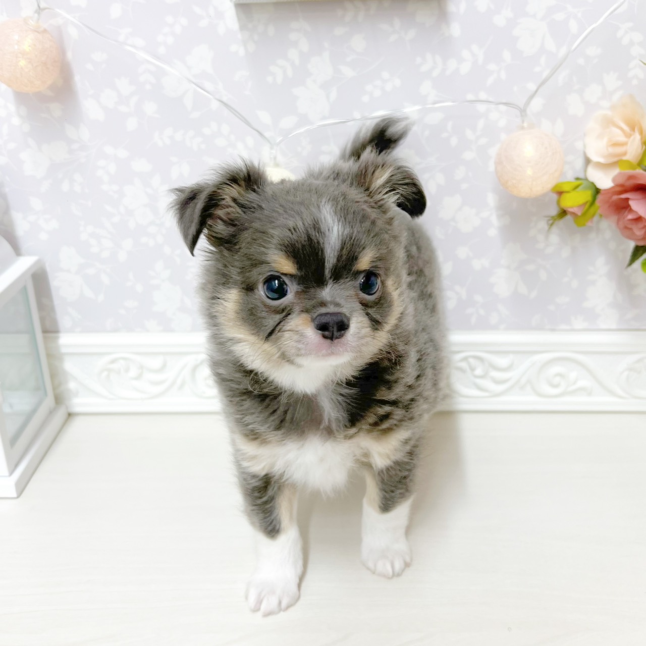 富山県のチワワ(ロング) (犬の家＆猫の里アミーゴ山室店/2026年4月25日生まれ/男の子/ブルータンホワイト)の子犬の4枚目の画像