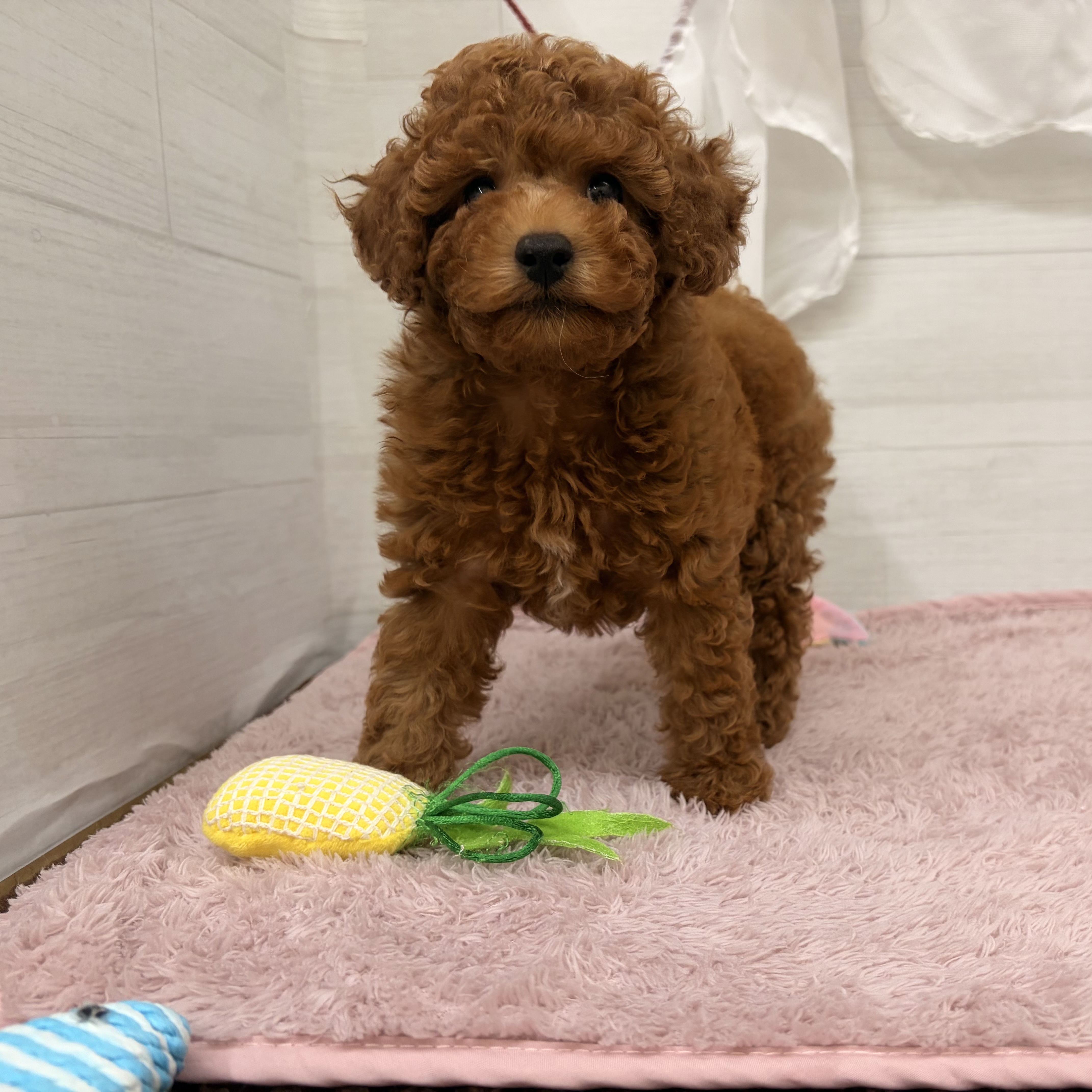 愛知県のトイプードル(トイ) (犬の家＆猫の里碧南店/2026年4月25日生まれ/男の子/レッド)の子犬の4枚目の画像