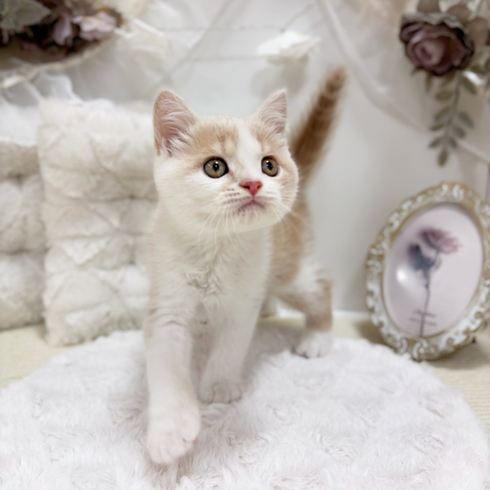 岐阜県のスコティッシュフォールド (犬の家＆猫の里カラフルタウン岐阜店/2026年4月24日生まれ/男の子/クリームタビーホワイト)の子猫の4枚目の画像