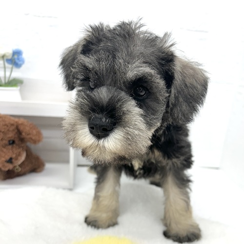 愛知県のミニチュアシュナウザー (犬の家＆猫の里豊川インター店/2026年4月25日生まれ/女の子/ソルトペッパー)の子犬の4枚目の画像