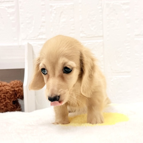 愛知県のミニチュアダックスフンド(ロング) (犬の家＆猫の里豊川インター店/2026年4月25日生まれ/女の子/イエロー)の子犬の4枚目の画像