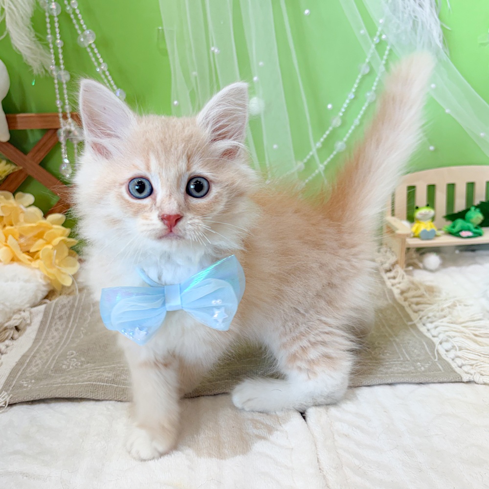 静岡県のミヌエット (犬の家＆猫の里富士店/2026年4月26日生まれ/男の子/クリームタビーホワイト)の子猫の4枚目の画像