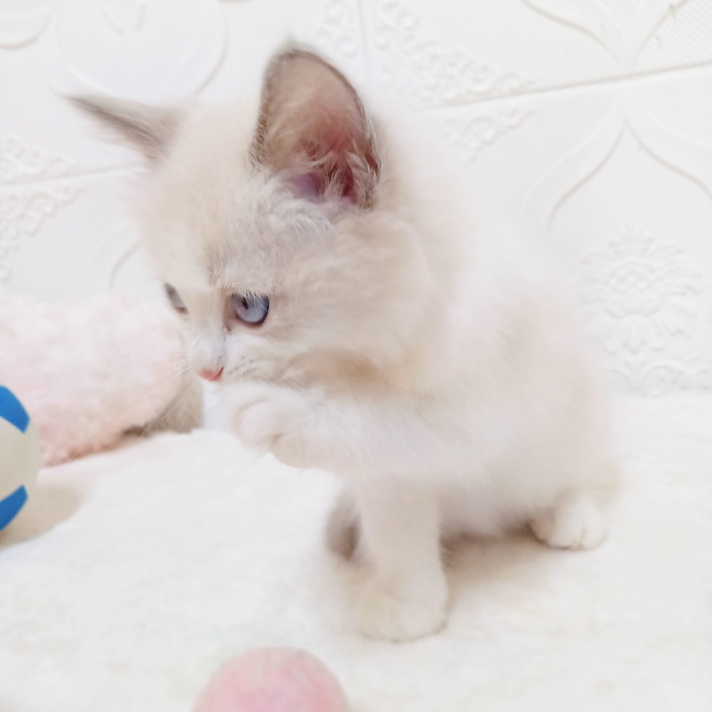 愛知県のラグドール (犬の家＆猫の里岡崎店/2026年4月25日生まれ/男の子/ブルーポイントバイカラー)の子猫の4枚目の画像