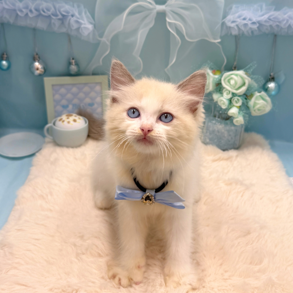 福井県のラグドール (犬の家＆猫の里アミーゴ福井大和田店/2026年4月25日生まれ/男の子/ブルーポイントバイカラー)の子猫の4枚目の画像