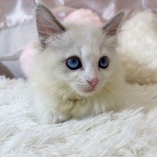 兵庫県のラグドール (犬の家＆猫の里カナート西神戸店/2026年4月25日生まれ/女の子/ブルーポイントバイカラー)の子猫の4枚目の画像