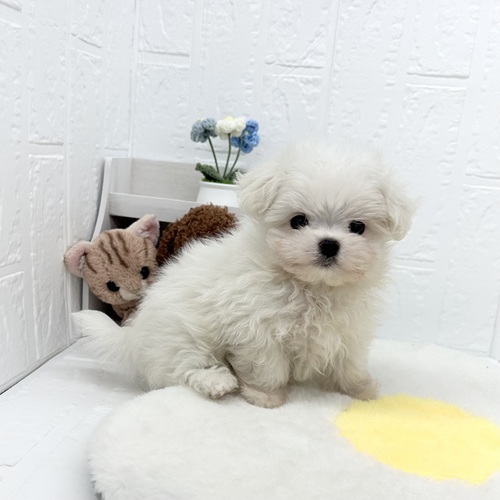 愛知県のマルチーズ (犬の家＆猫の里豊川インター店/2026年4月26日生まれ/男の子/ホワイト)の子犬の4枚目の画像