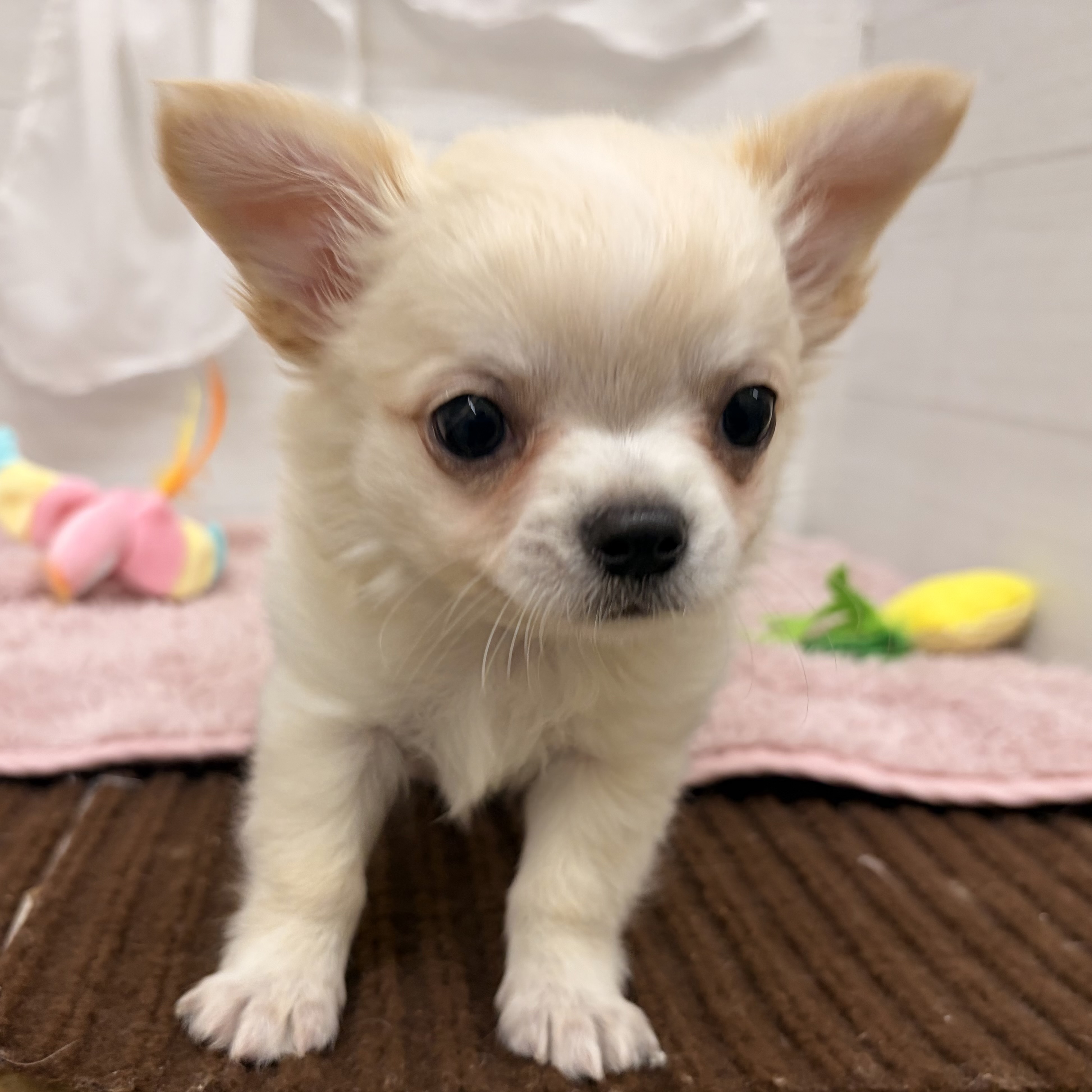 愛知県のチワワ(ロング) (犬の家＆猫の里碧南店/2026年4月23日生まれ/男の子/クリームホワイト)の子犬の4枚目の画像