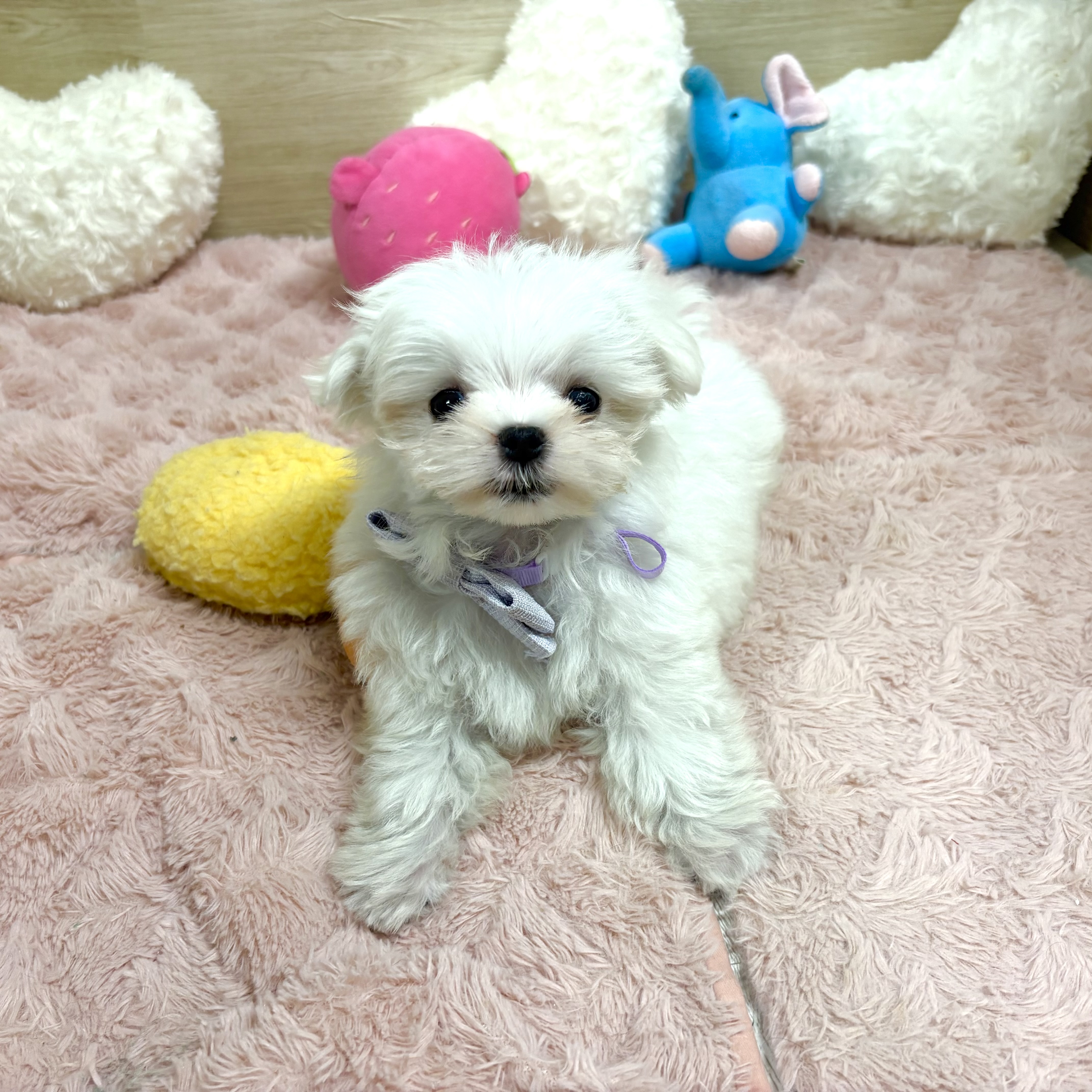 大阪府のマルチーズ (犬の家＆猫の里そよら東岸和田店/2026年4月22日生まれ/男の子/ホワイト)の子犬の4枚目の画像