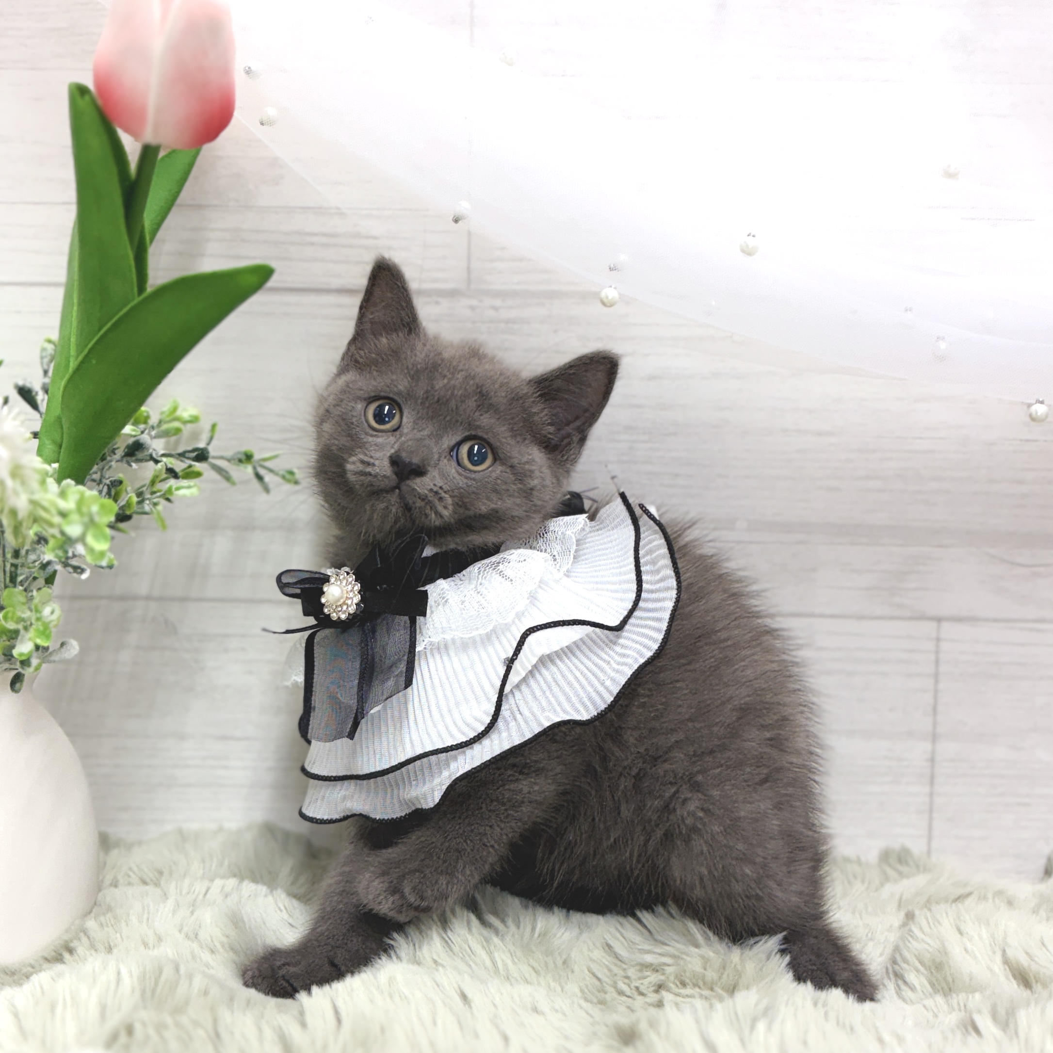 神奈川県のブリティッシュショートヘアー (犬の家＆猫の里相模原店/2026年4月24日生まれ/男の子/ブルー)の子猫の4枚目の画像