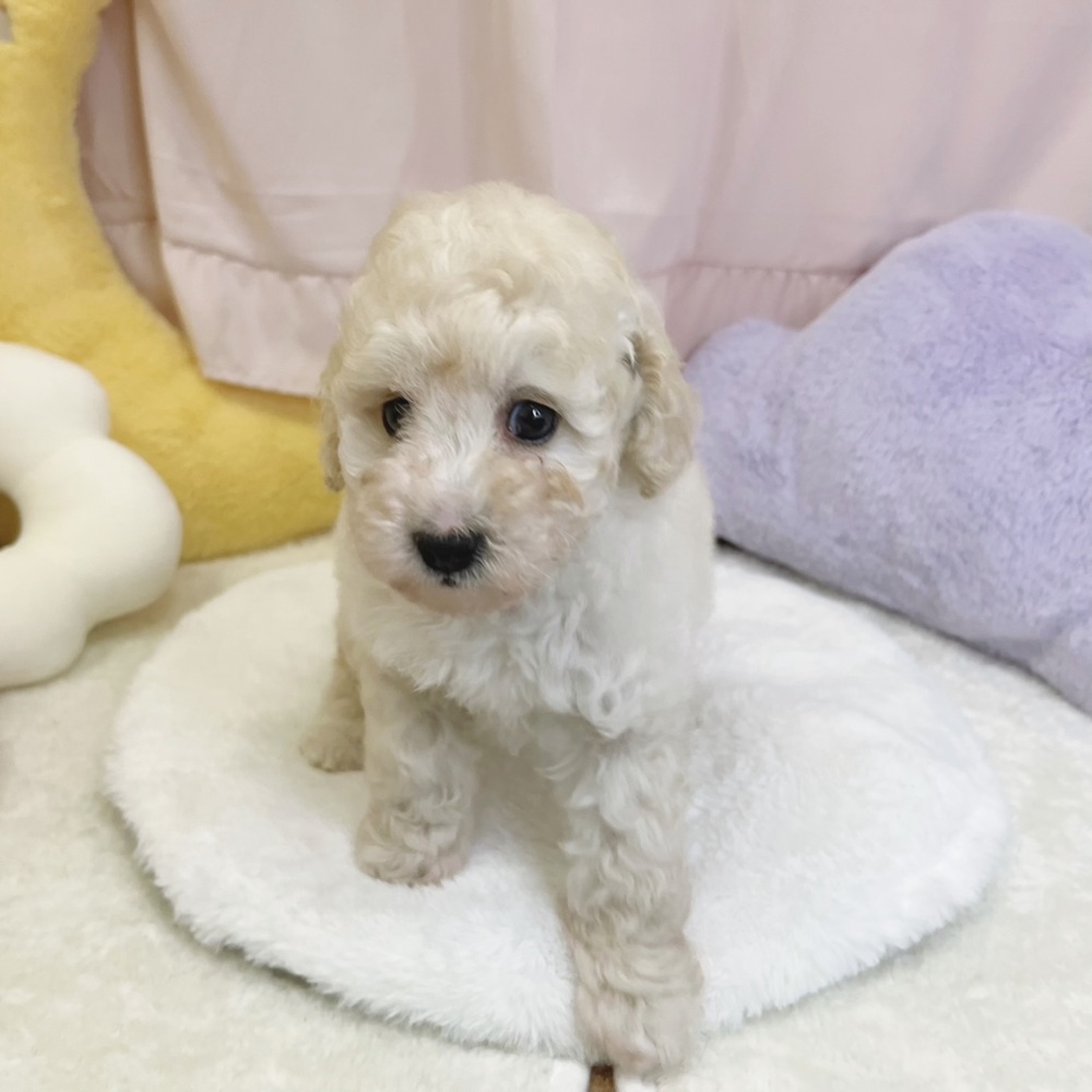 静岡県のトイプードル(トイ) (犬の家＆猫の里マークイズ静岡店/2026年4月27日生まれ/男の子/クリーム)の子犬の4枚目の画像