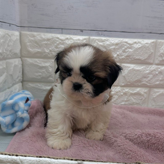 静岡県のシーズー (犬の家＆猫の里アミーゴ浜松和田店/2026年4月27日生まれ/男の子/ホワイトゴールド)の子犬の4枚目の画像