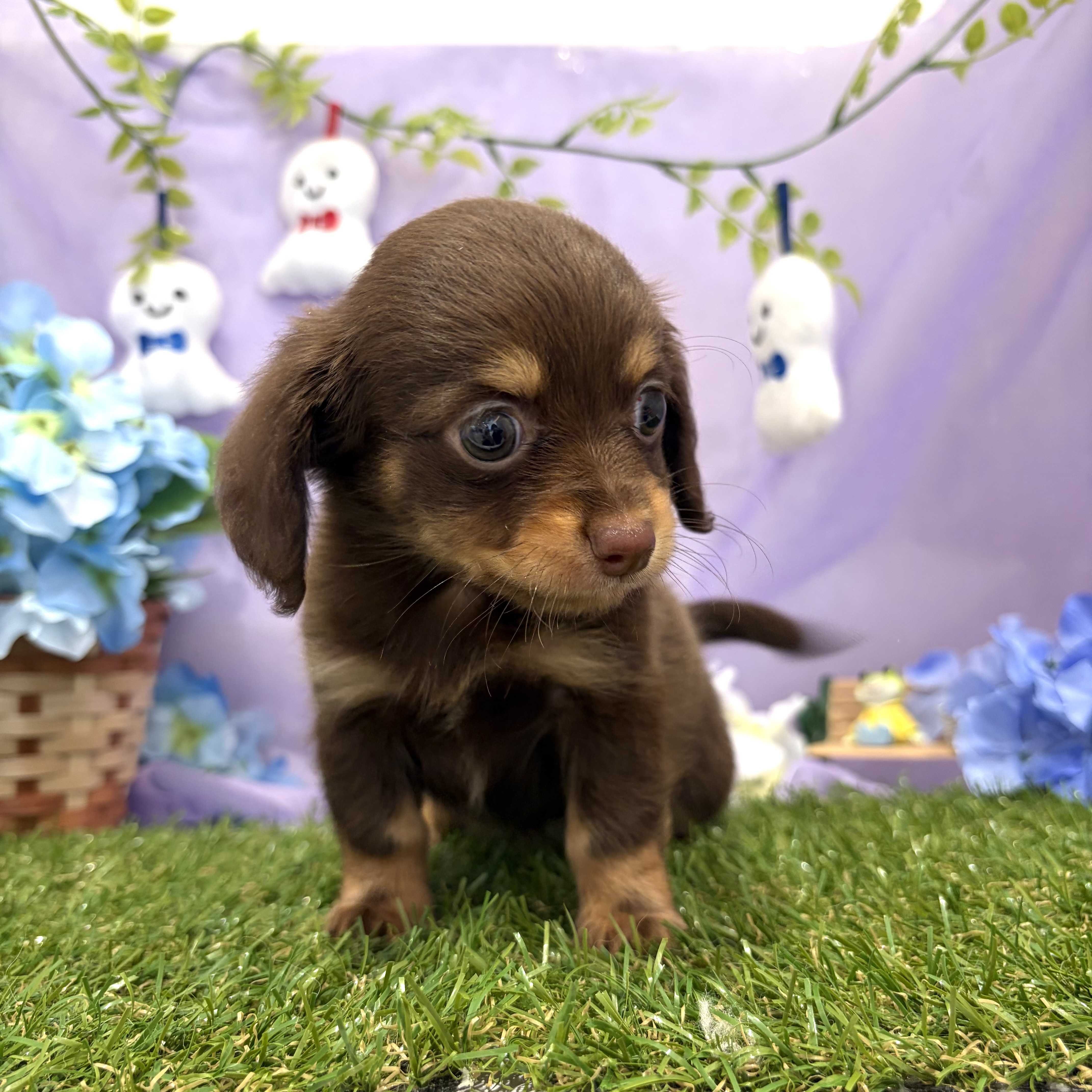 チワックス(チワワ×ダックス)(チョコレートタン)の子犬を価格や特徴で