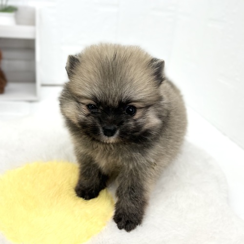 愛知県のポメラニアン (犬の家＆猫の里豊川インター店/2026年4月28日生まれ/男の子/オレンジセーブル)の子犬の4枚目の画像