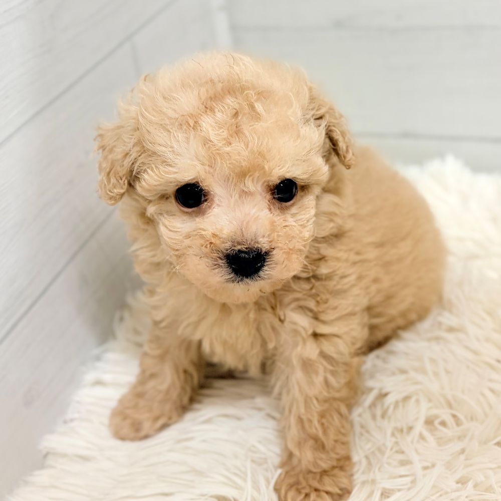 愛知県のトイプードル(タイニー) (犬の家＆猫の里豊田店/2026年4月25日生まれ/男の子/クリーム)の子犬の4枚目の画像