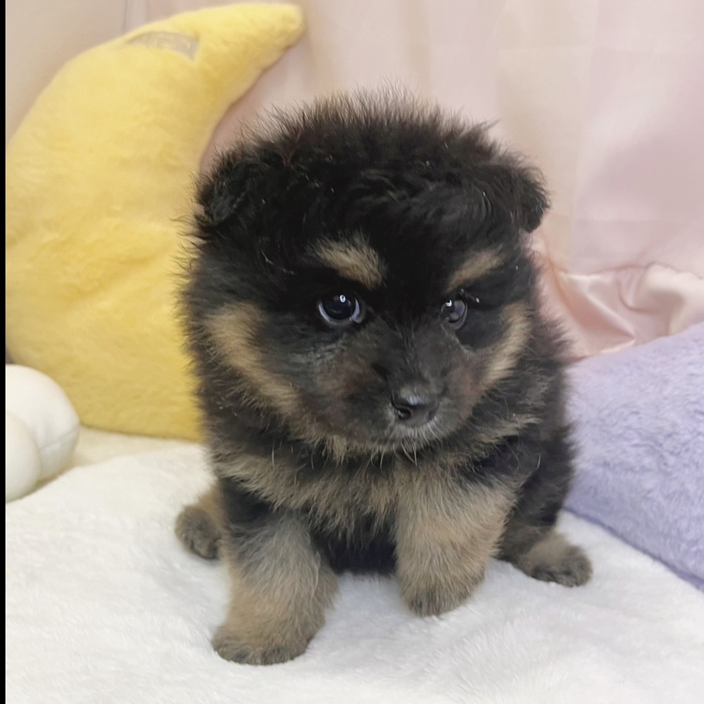 静岡県のハーフ犬・ミックス犬 (犬の家＆猫の里マークイズ静岡店/2026年4月27日生まれ/男の子/ブラックタン)の子犬の4枚目の画像