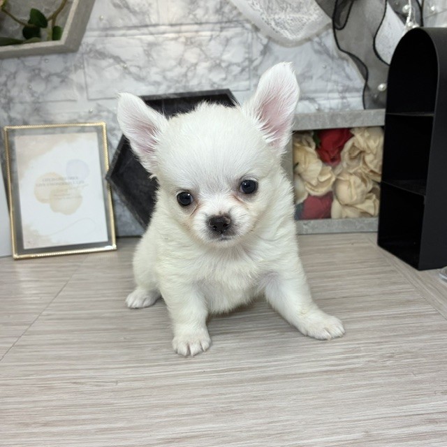 千葉県のチワワ(ロング) (犬の家＆猫の里ワンズモール稲毛店/2026年4月28日生まれ/女の子/クリーム)の子犬の4枚目の画像