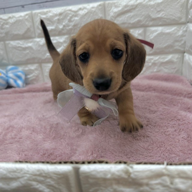 静岡県のミニチュアダックスフンド(スムース) (犬の家＆猫の里アミーゴ浜松和田店/2026年4月26日生まれ/男の子/レッド)の子犬の4枚目の画像
