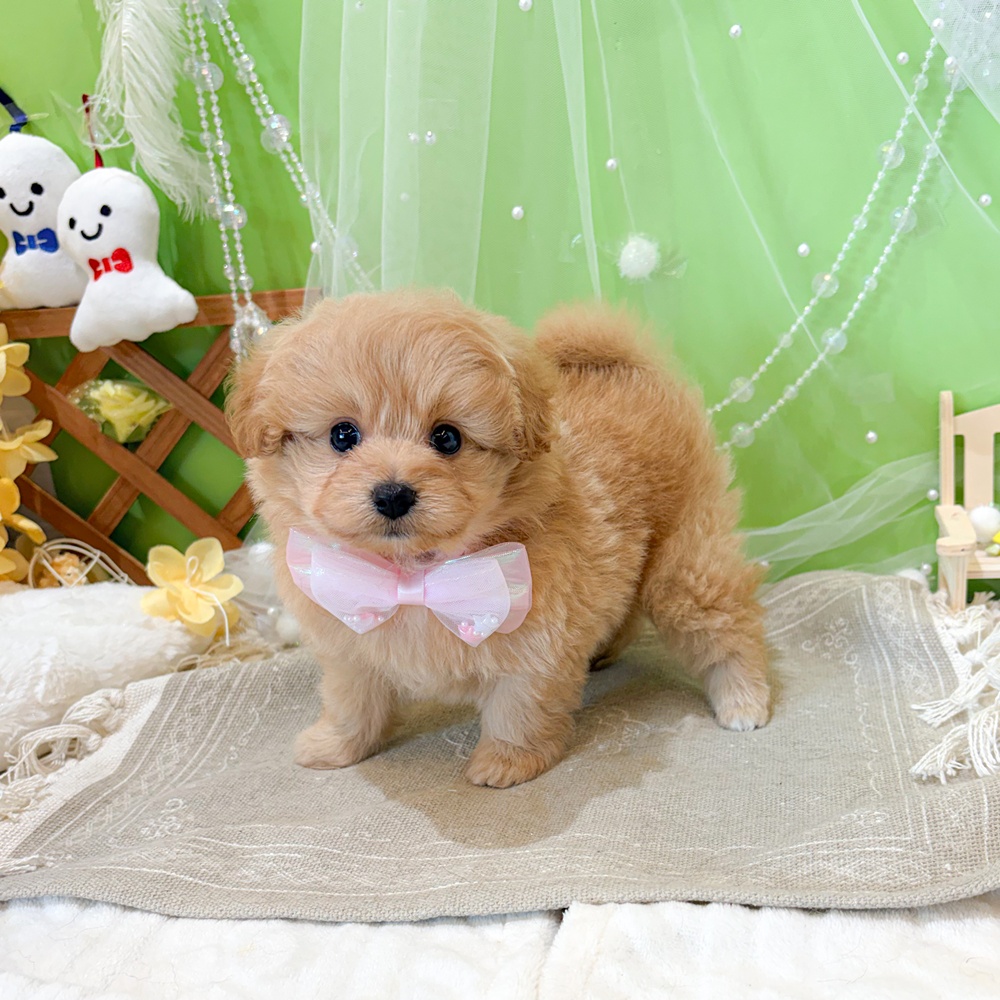 静岡県のポメプー(ポメラニアン×プードル) (犬の家＆猫の里富士店/2026年4月26日生まれ/女の子/アプリコット)の子犬の4枚目の画像