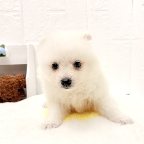 愛知県の日本スピッツ (犬の家＆猫の里豊川インター店/2026年4月28日生まれ/女の子/ホワイト)の子犬の4枚目の画像